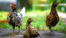 3 Endangered Ornamental Chicken Breeds
