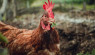Keeping a Conservation Flock: 3 Threatened American Chicken Breeds
