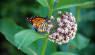 Plant Native Milkweed Now To Help Monarch Butterflies Next Spring