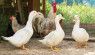 Ducks vs. Chickens: Pros & Cons for Both