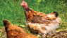 7 Herbs To Help Chickens Through Molting Season