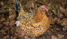 Broody Bantam Chickens Add Huge Value To The Flock!