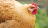 Overlooked Health Issues To Watch For In Aging Hens