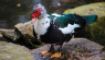 Muscovy Ducks Produce Eggs, Meat & Also Control Pests