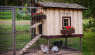 Burning Question: What’s The Perfect Chicken Coop?