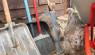 How to Clean a Chicken Coop: Tips to Do It Right