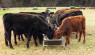 Cattle Feeding Basics: Evaluate Your Energy