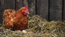 The Basics Of Egg Incubation & Hatching Chicks