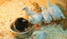 Check Out This Essential Chick Brooder Checklist