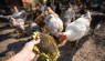 Can Chickens Eat Sunflower Seeds?