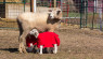 The Why Behind Winter Wear For Livestock