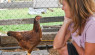 Chicken Coop For The Soul: Therapy Chickens At Work