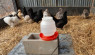 Video: Make An Affordable DIY Chicken Water Deicer