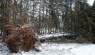 Plan Now To Clean Up Fallen Trees From Winter Storms