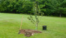 Planting Trees: Potted Vs. Bare-Root Trees