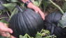 Creative Pumpkins: Top Novelty Varieties to Grow This Season