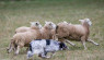 Sheepdog Trials: When Farm Partners Compete