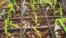 How to Make a Hotbed & Grow Sweet Corn Transplants