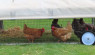 Chicken Tractor: Free Ranging in a Moveable Run