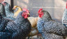 Find Your Poultry Purpose Before Building A Flock
