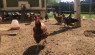 Chicken Chat: One Girl’s Flock Of Chickens
