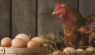 Raising Chickens for Eggs: 15 Best Practices