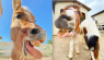 Rescue Animals Get Goofy Down At Spoiled Rotten Ranch
