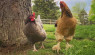 Chickens Convey Humble Healing At The Chicks Next Door
