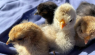 Chicks & Marshy The Duck Populate The Clucking Sisters Farm