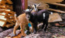 Goats Are Part Of The Family At Wild Rose Farm