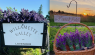 Finding Comfort & Joy At Willamette Valley Lavender