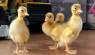 Indian Runner Ducks Make Winsterman Family Farm Shine