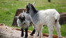Love My Breed: Get To Know Pygmy Goats