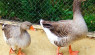 10 Reasons To Keep Backyard Geese