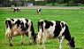 Body Condition Scoring for Cows
