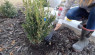 Video: Treating Drought Stress In Boxwood Shrubs