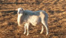 Love My Breed: St. Croix Hair Sheep