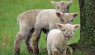 Love My Breed: Babydoll Southdown Sheep