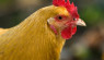 Top 12 Brown Egg Laying Chickens