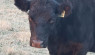 Love My Breed: American Aberdeen Cattle 