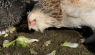 Probiotics for Chickens: Why They Are Important
