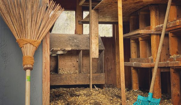 10 pasos para la limpieza de su gallinero