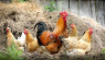 Do Hens Need a Rooster To Lay Eggs?