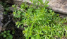 Collect Cleavers (Galium Aparine) For Lymphatic Benefits