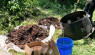 Video: Cold, Stinky Compost Pile Gets A Makeover