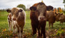 Now’s The Time To Upgrade Your Cattle Herd. Here’s How