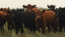 What To Watch For When Checking Cattle On Pasture