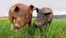 Slaughter Pigs At Any Age Or Stage To Manage Herd Size & Harvest Meat