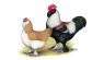Can You Identify This Mystery Chicken Breed?