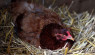 Is Your Broody Hen Too Young To Hatch Eggs?